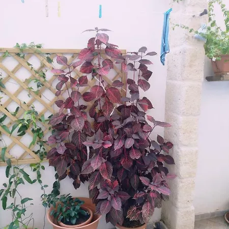 Casa Della Nonna Bed & Breakfast