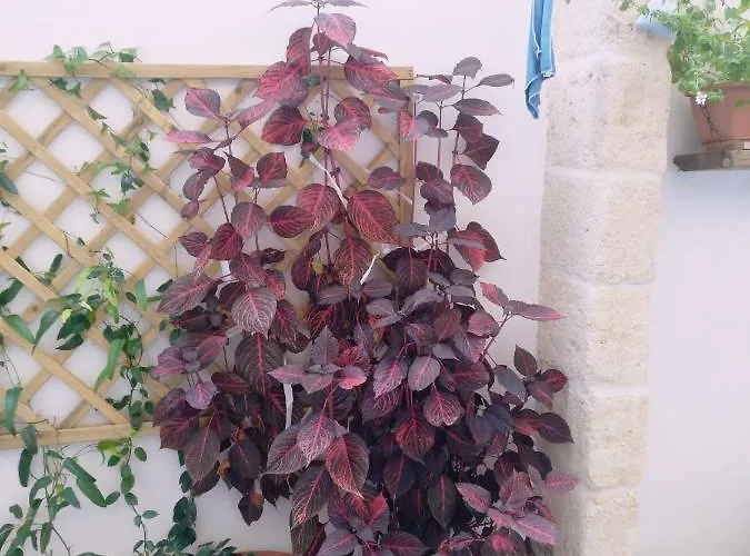 Casa Della Nonna فندق مبيت وإفطار