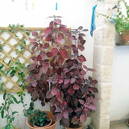 Casa Della Nonna